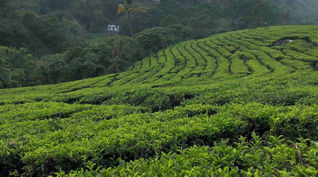 Tea Gardens of Kerala. Lush green !