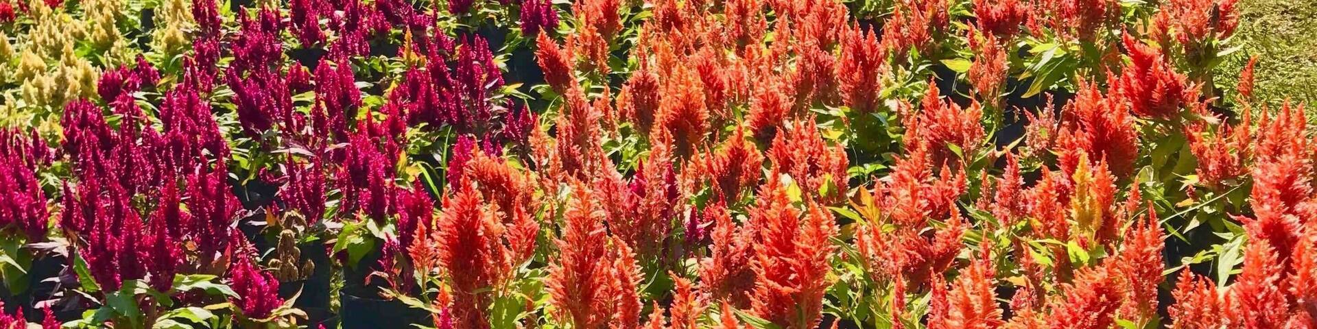 We visited this park during annual Munnar flower show which was held on May 2017 & it had all colorful varieties of flowers...#munnar#flowershow#Nature #Idukki#India#Greatoutdoors#perspectives 🌼🌸🌹🌻