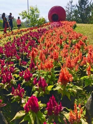 We visited this park during annual Munnar flower show which was held on May 2017 & it had all colorful varieties of flowers...#munnar#flowershow#Nature #Idukki#India#Greatoutdoors#perspectives 🌼🌸🌹🌻