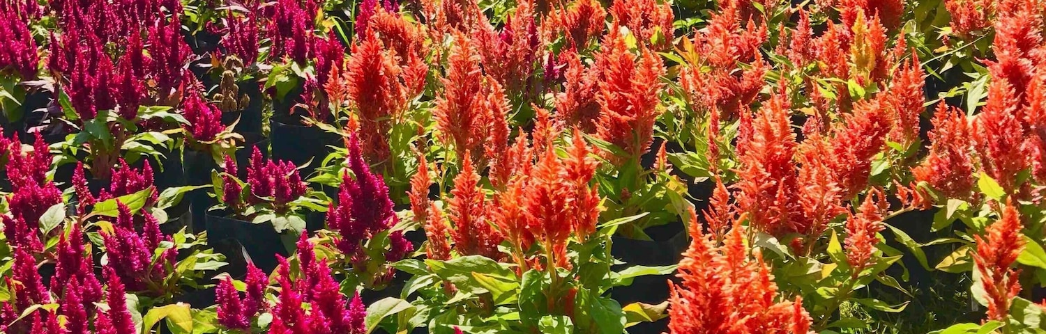We visited this park during annual Munnar flower show which was held on May 2017 & it had all colorful varieties of flowers...#munnar#flowershow#Nature #Idukki#India#Greatoutdoors#perspectives 🌼🌸🌹🌻