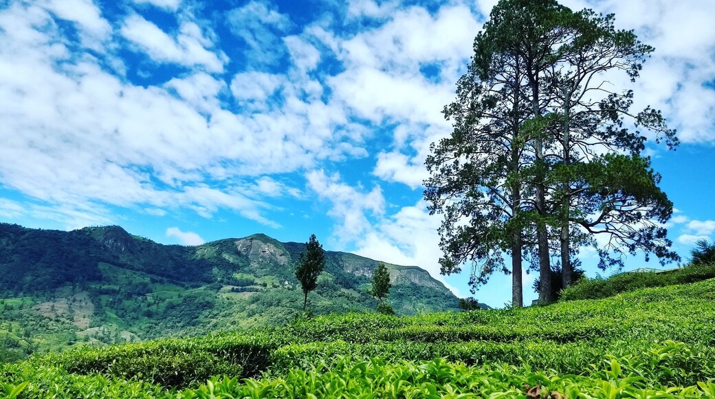 Greenery of tea estate and the bluish clear sky is a treat to eyes