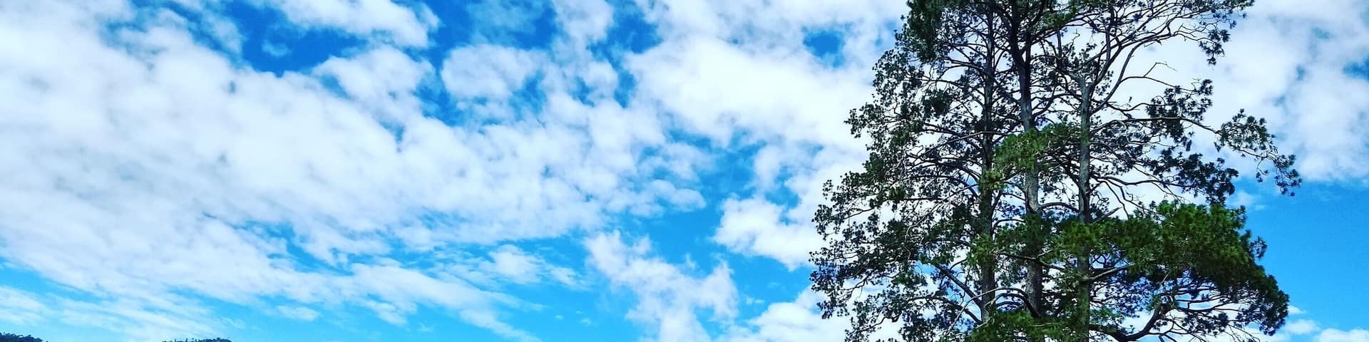 Greenery of tea estate and the bluish clear sky is a treat to eyes