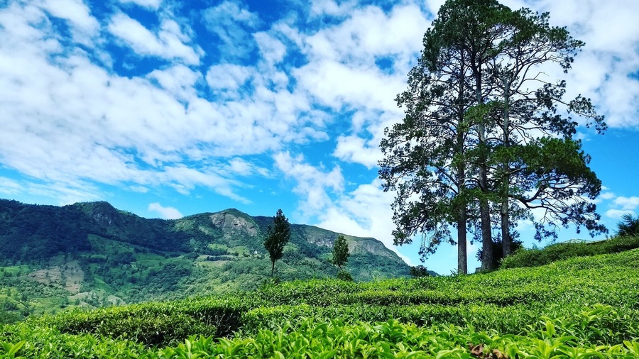 Greenery of tea estate and the bluish clear sky is a treat to eyes