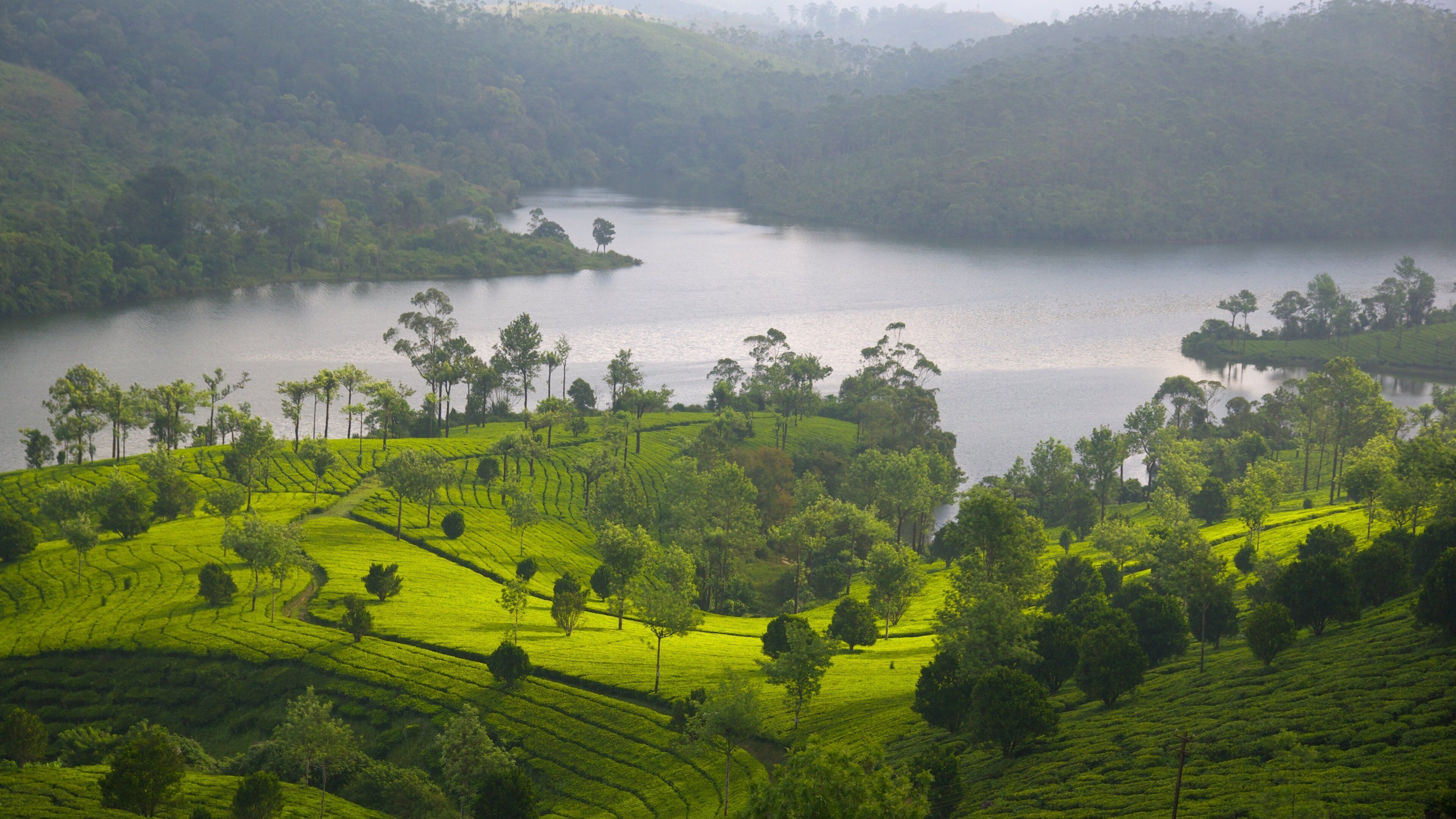 A lush green tea plantation with a lake in the background.