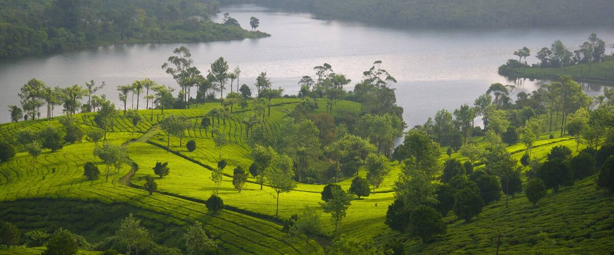 Munnar showing tranquil scenes and a lake or waterhole