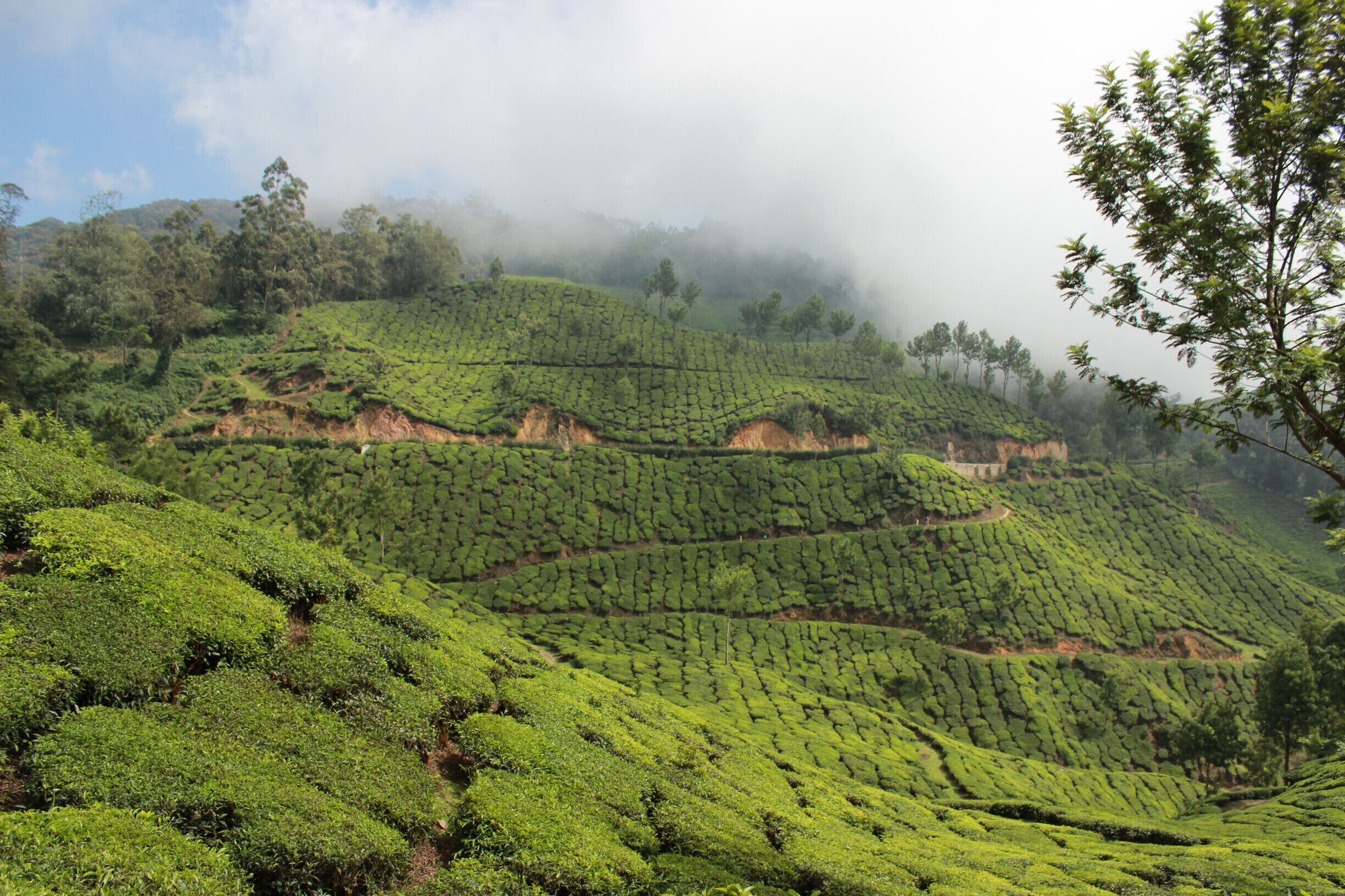 Tea Gardens of Munnar,Kerala.
Doesn't this plantation look like a scripture written in a holy book?
#Green #Patterns