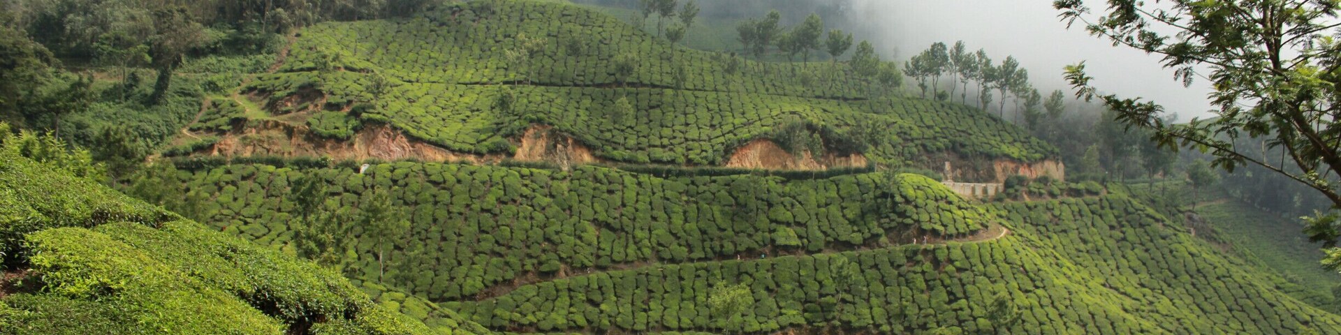 Tea Gardens of Munnar,Kerala.
Doesn't this plantation look like a scripture written in a holy book?
#Green #Patterns