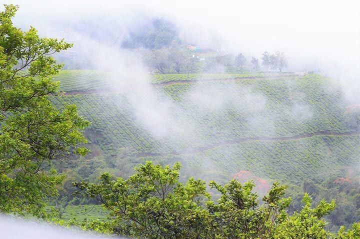 A misty tea plantation with rolling hills and scattered trees.
