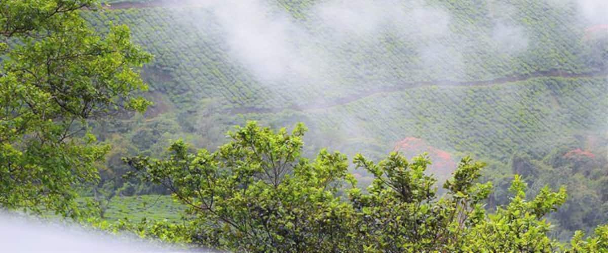 A misty tea plantation with rolling hills and scattered trees.