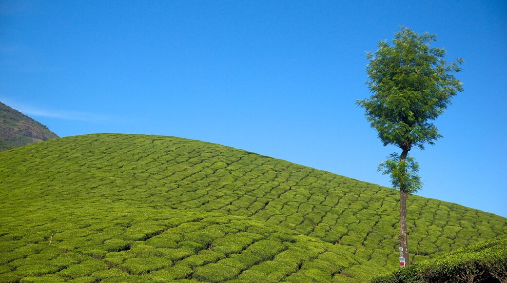 Munnar