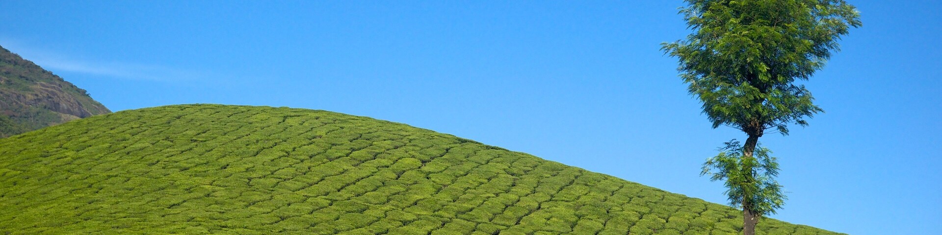 Une luxuriante plantation de thé, d’un vert éclatant, avec des rangées en terrasses sous un ciel bleu dégagé.