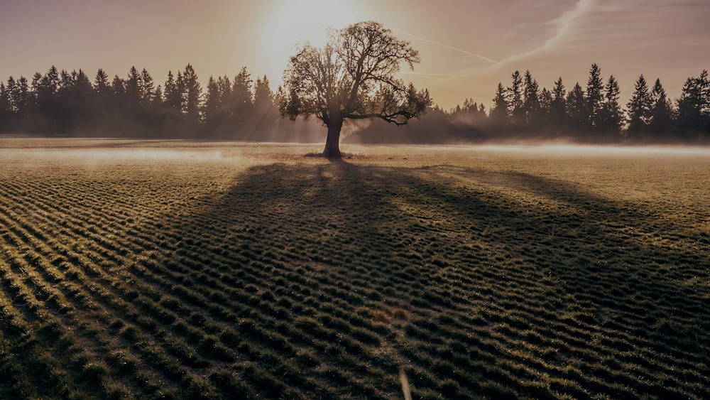 Sun shining through a winter tree casting a long shadow on the ground. Aurora, Oregon, United States.