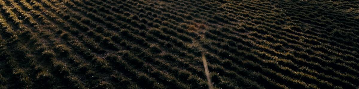 Sun shining through a winter tree casting a long shadow on the ground. Aurora, Oregon, United States.