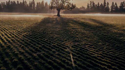 Sun shining through a winter tree casting a long shadow on the ground. Aurora, Oregon, United States.