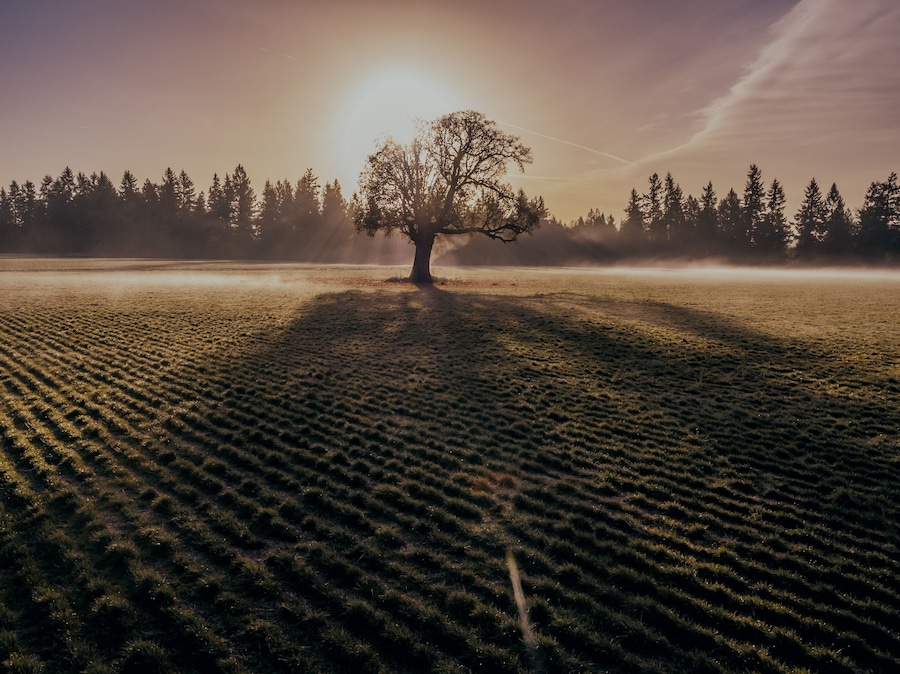 Sun shining through a winter tree casting a long shadow on the ground. Aurora, Oregon, United States.