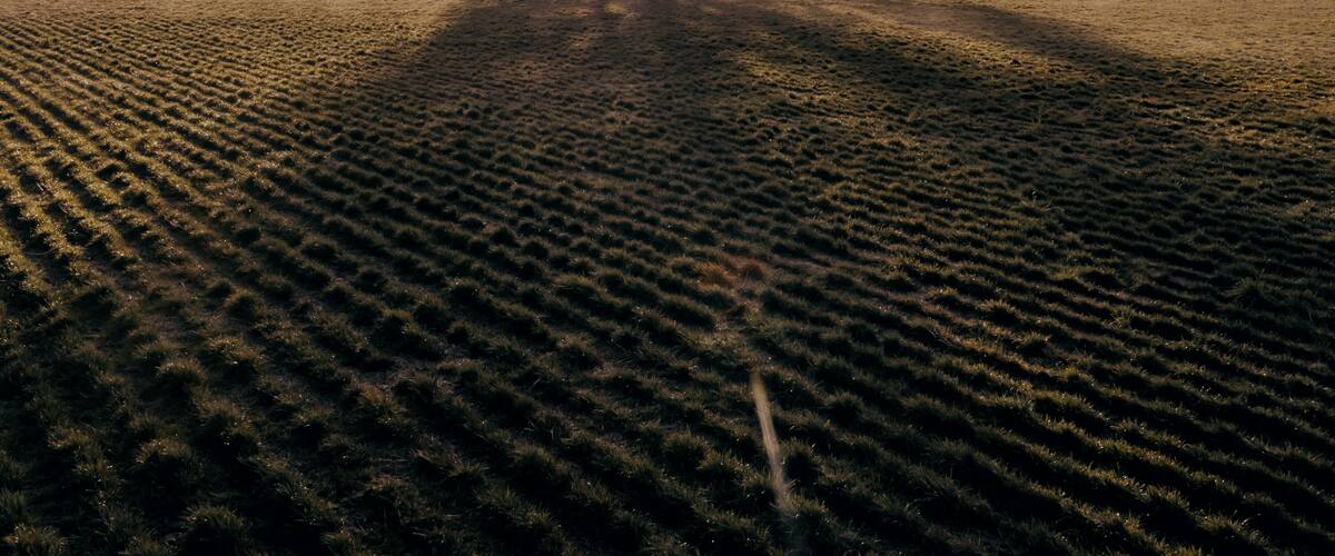 Sun shining through a winter tree casting a long shadow on the ground. Aurora, Oregon, United States.