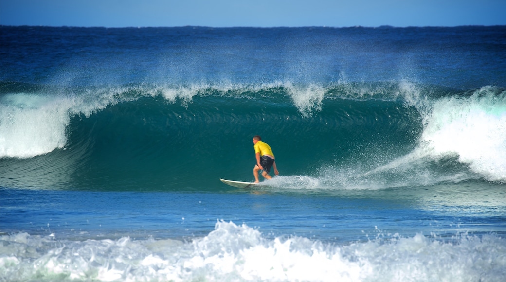 Avoca Beach featuring surfing, a bay or harbour and surf