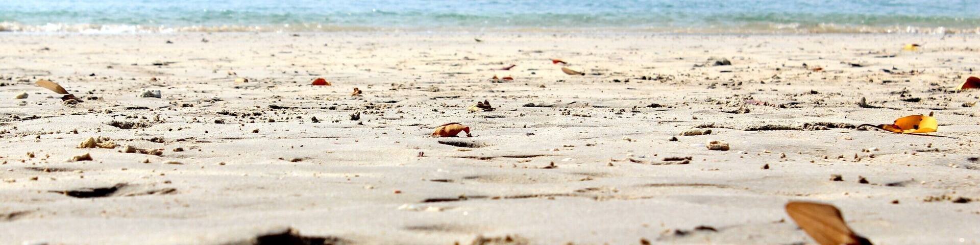 Una playa con hojas dispersas y un bote a lo lejos.