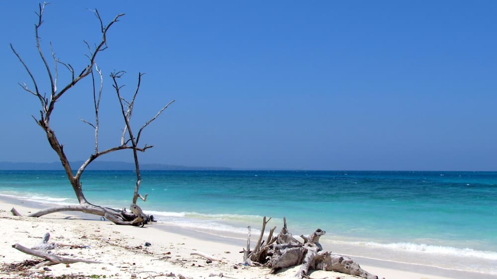 A beach with a large, dead tree trunk and branches, clear turquoise water, and a clear blue sky.