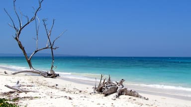 A beach with a large, dead tree trunk and branches, clear turquoise water, and a clear blue sky.