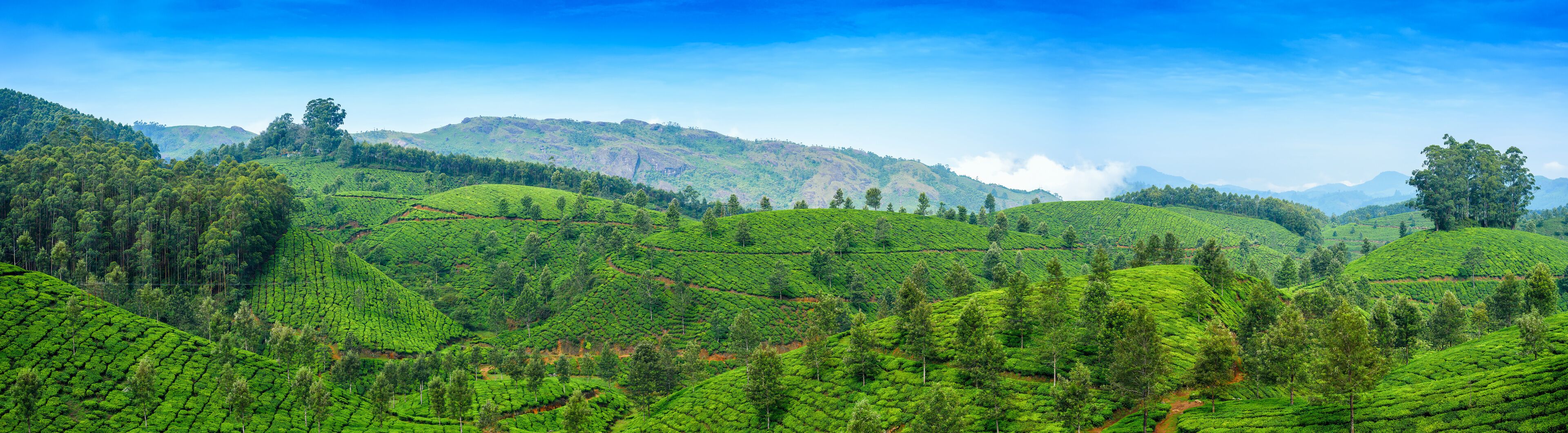 Panoramic beautiful tea plantations in hills near Munnar, Kerala, India.