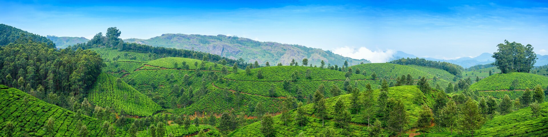Panoramic beautiful tea plantations in hills near Munnar, Kerala, India.