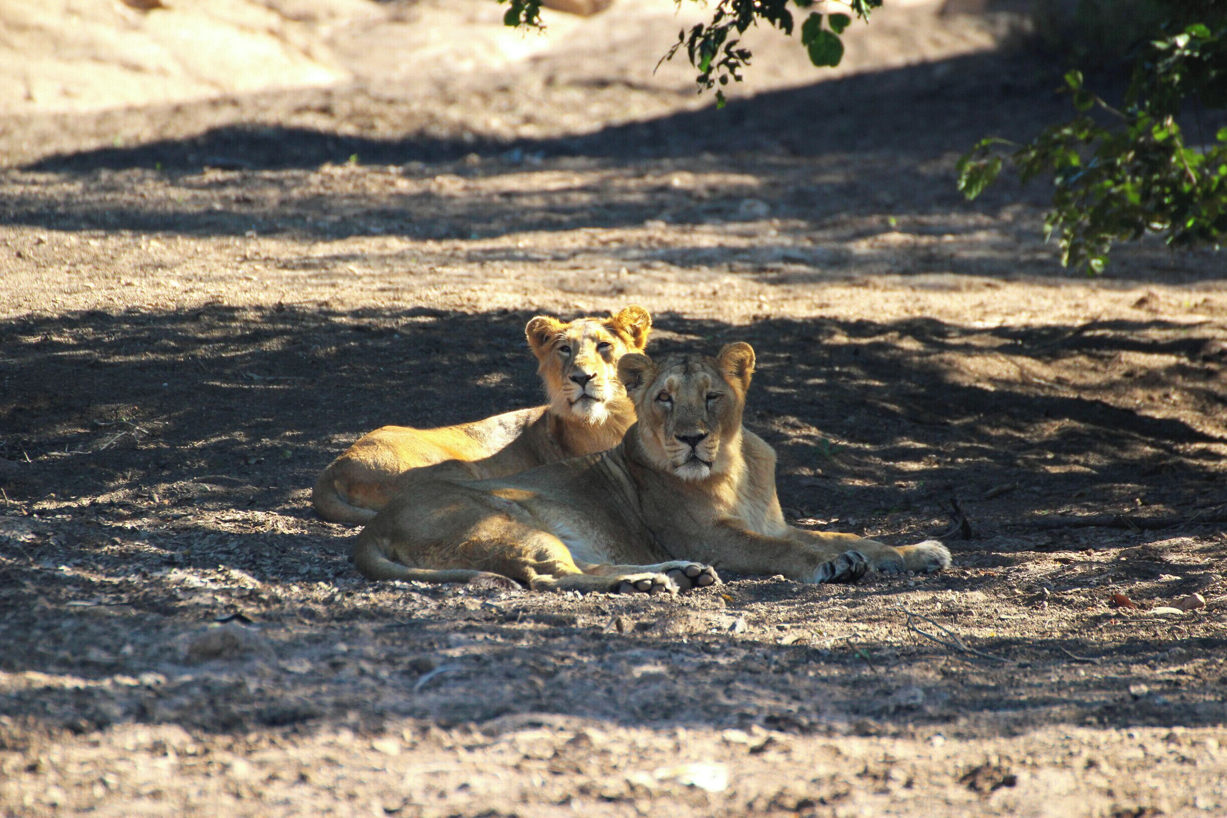Young blood
Asiatic lions

#Wildlife
