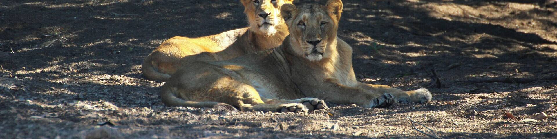 Young blood
Asiatic lions
#Wildlife