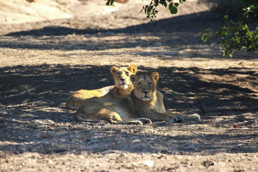 Young blood
Asiatic lions
#Wildlife