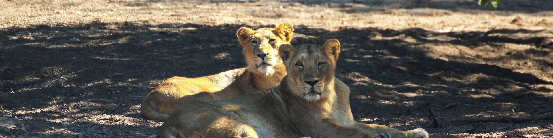 Young blood
Asiatic lions
#Wildlife