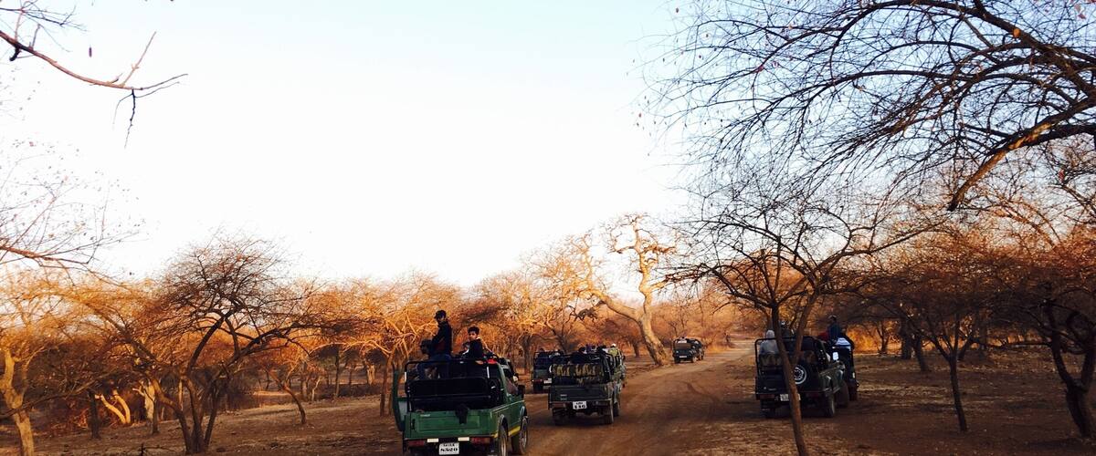 Early morning jungle safari...awaiting to spot the jungle king.