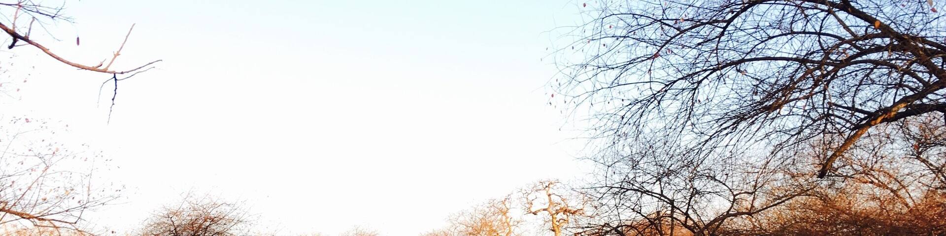 Early morning jungle safari...awaiting to spot the jungle king.