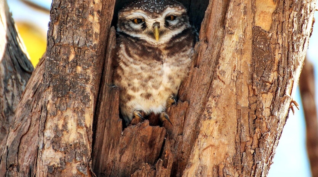 Mesmerizing Eyes.. Spotted Owlet
#Wildlife