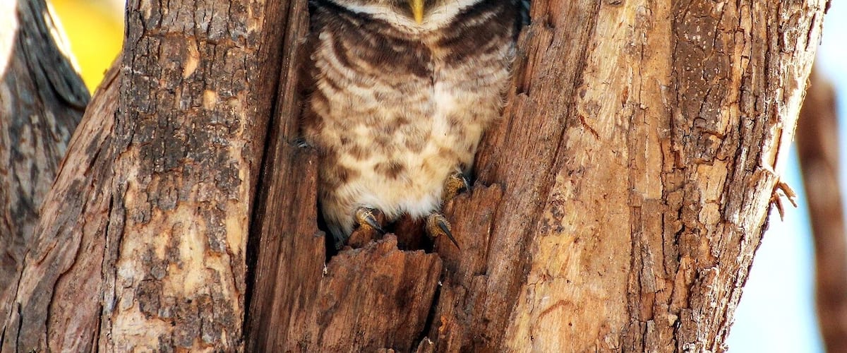 Mesmerizing Eyes.. Spotted Owlet
#Wildlife