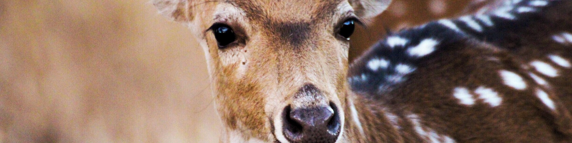 Spotted deer
#Wildlife
