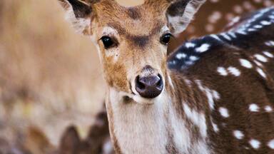 Spotted deer
#Wildlife