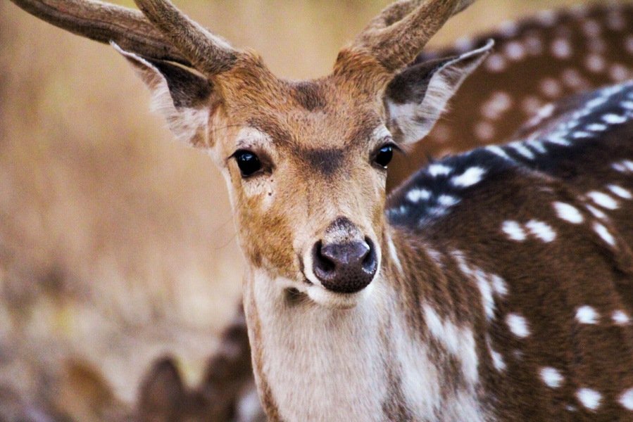 Spotted deer
#Wildlife