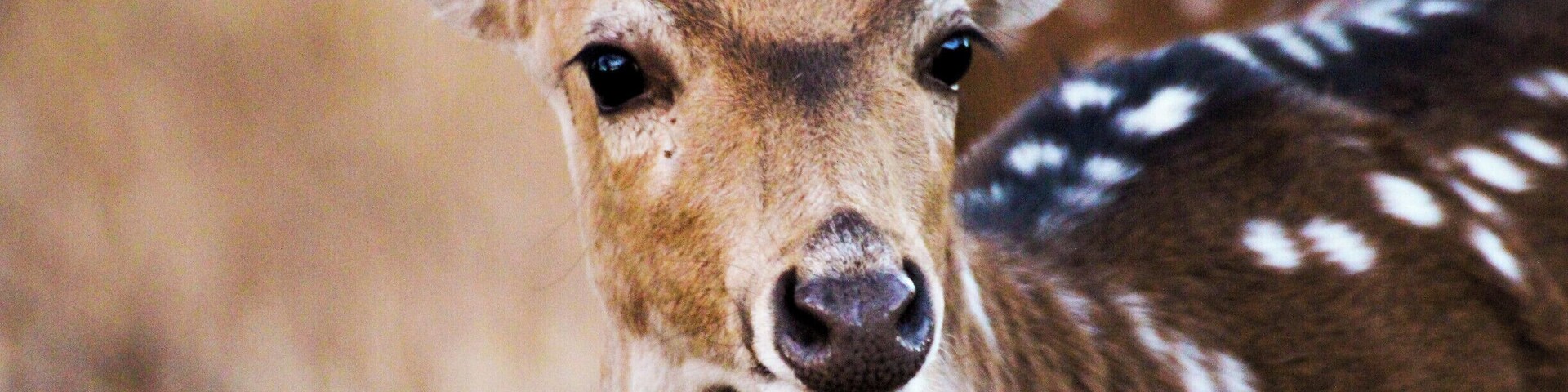 Spotted deer
#Wildlife