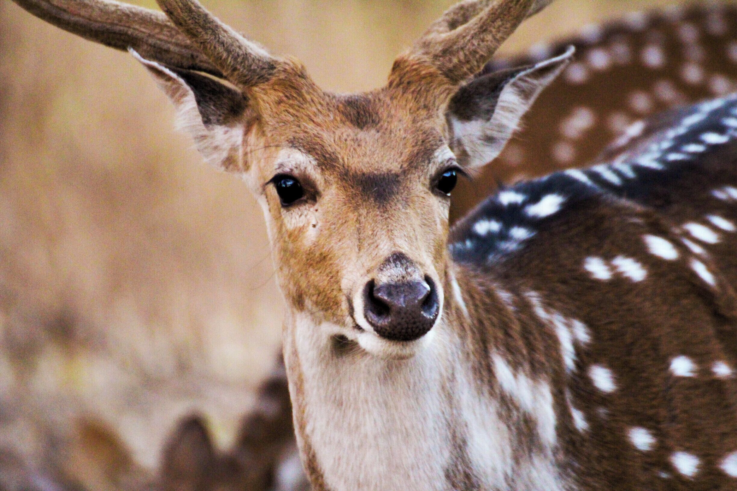 A deer with large antlers and white spots on its fur.