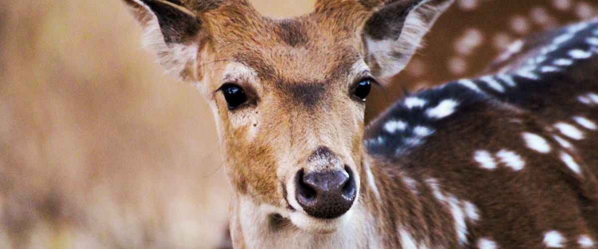 A deer with large antlers and white spots on its fur.