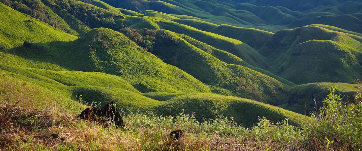 Dzükou Valley. Border of the states of Nagaland and Manipur, India