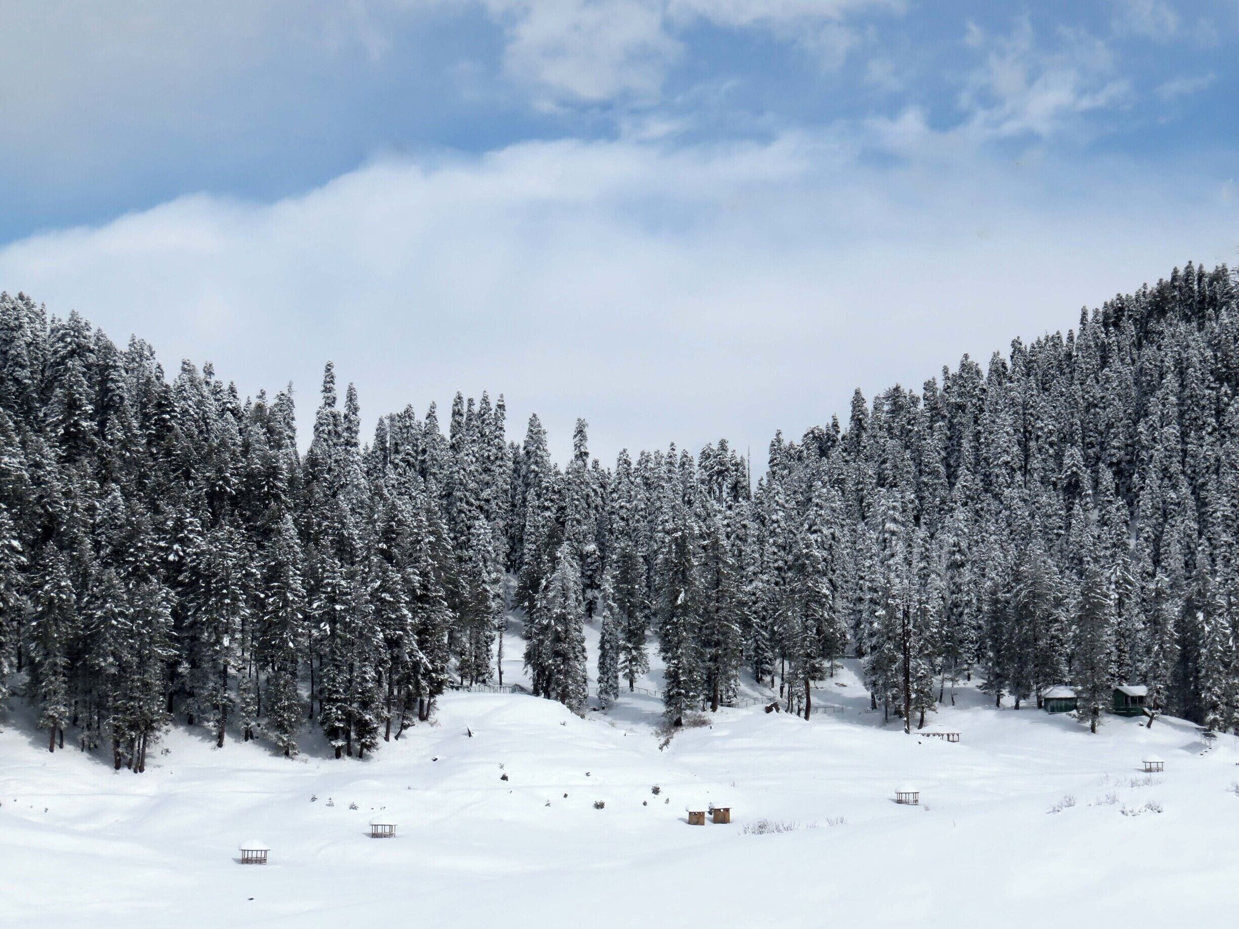 Uma floresta nevada com árvores perenes e céu claro.