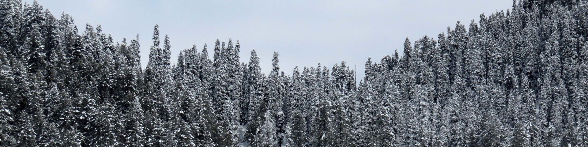 Uma floresta nevada com árvores perenes e céu claro.
