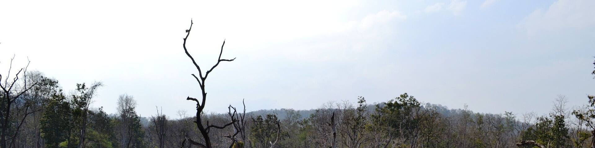 #gorgeous #nature #india #tinygoestravelling #thetinytaster #kanha #intothewild www.thetinytaster.com