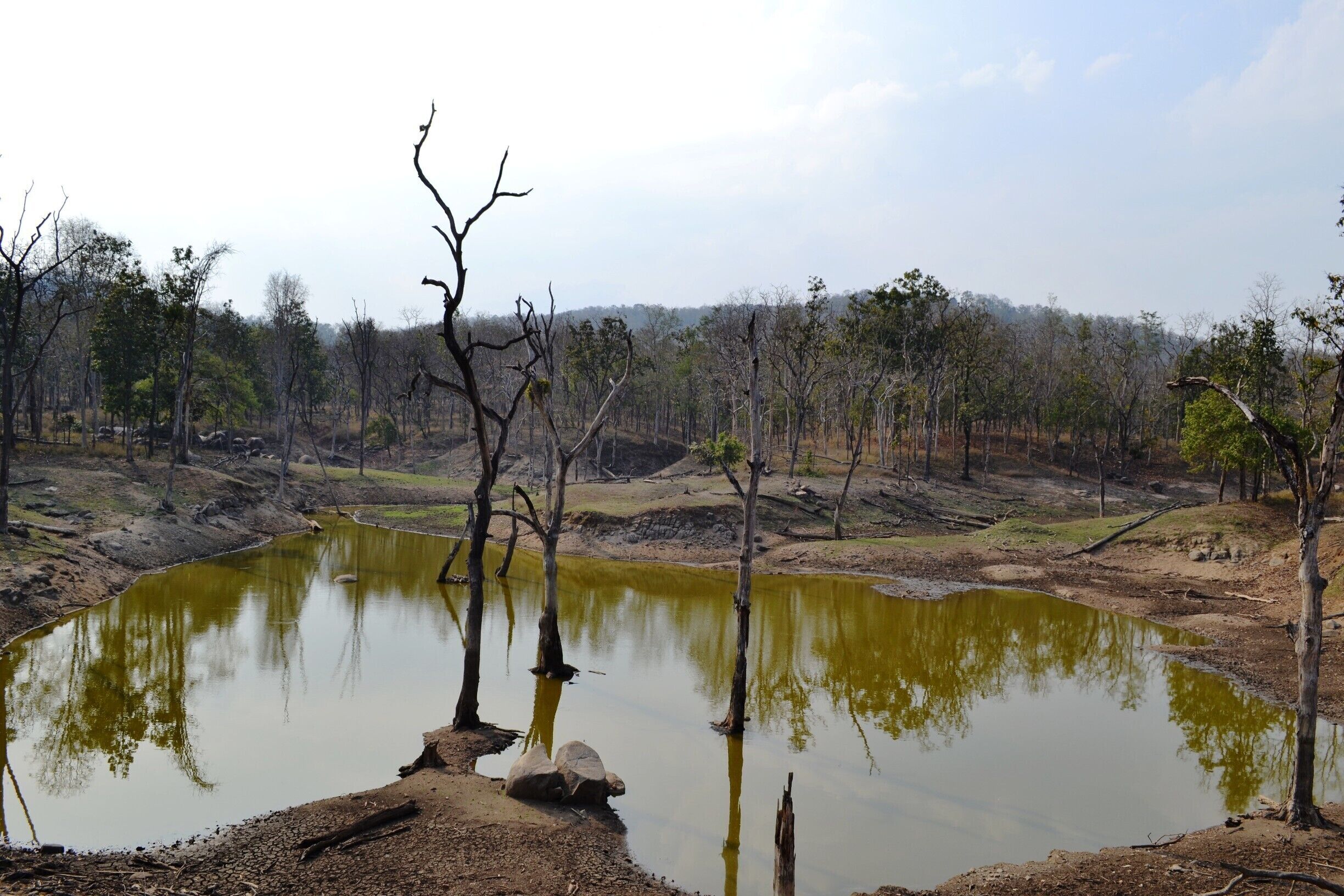 A pond surrounded by dry, leafless trees and a distant forest.