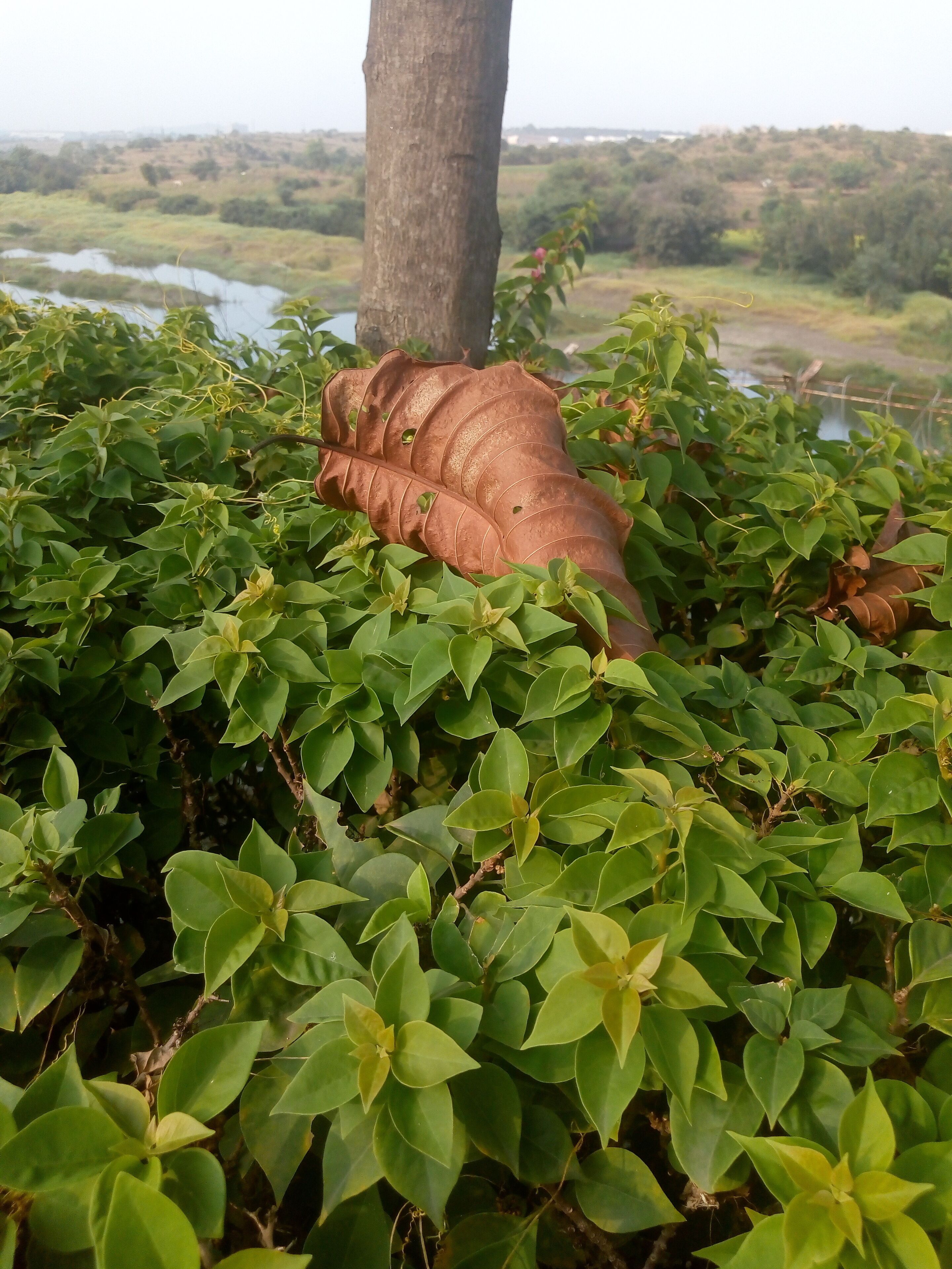 Look deep into nature, and then you will understand everything better