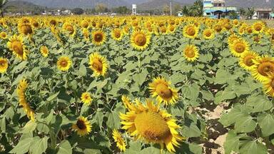 #sunflowerfarm in Pondy highways from Tiruvannamalai, It is our favourite destination for weekend bike trip