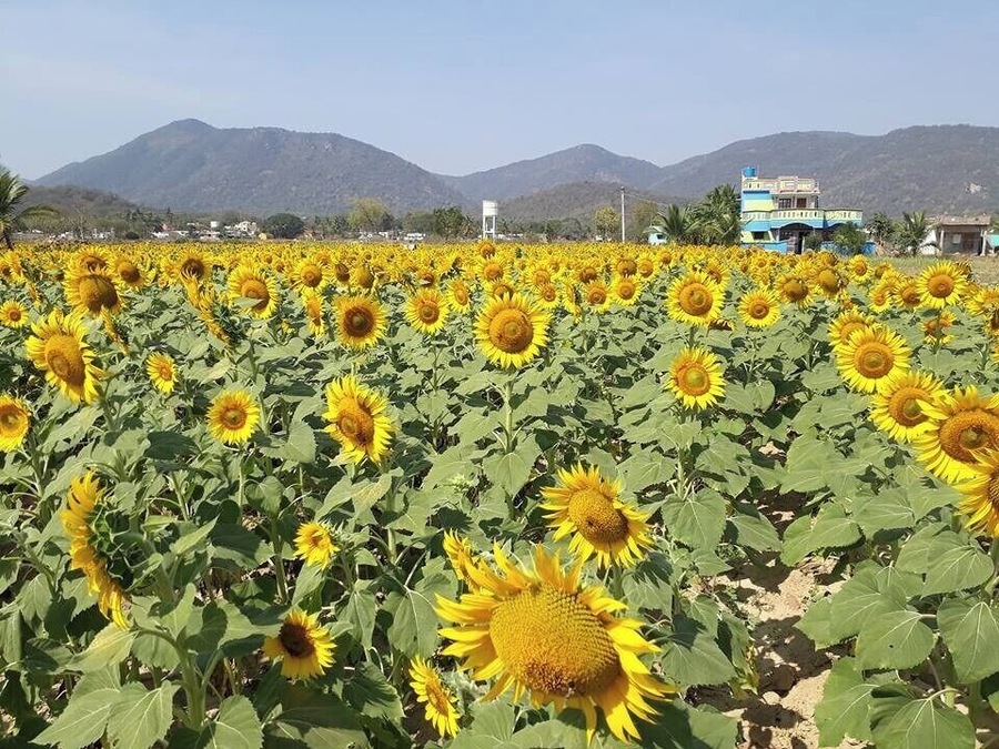#sunflowerfarm in Pondy highways from Tiruvannamalai, It is our favourite destination for weekend bike trip