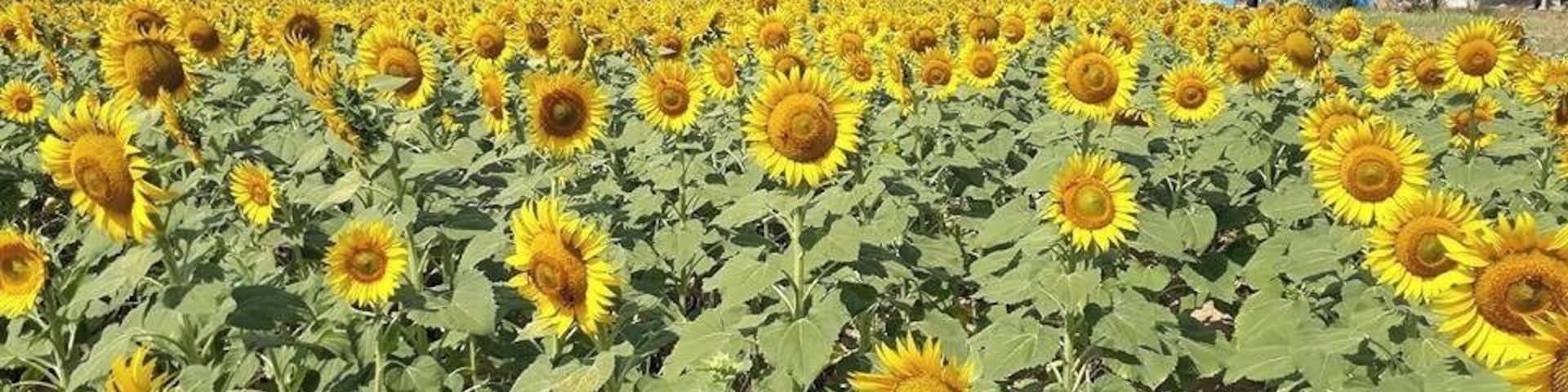 #sunflowerfarm in Pondy highways from Tiruvannamalai, It is our favourite destination for weekend bike trip