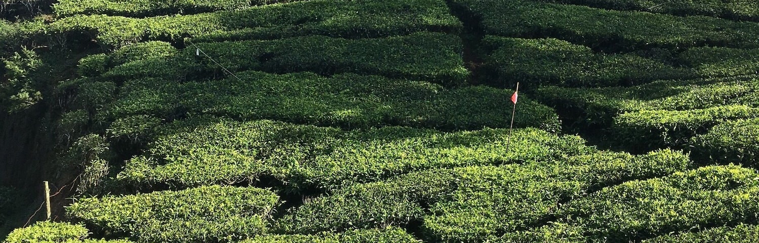A little before Top station are these gorgeous tea estates #teaestate #munnar #kerala #india #godsowncountry #sunny
